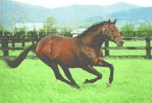 What Factors Affect The Performance Of Thoroughbred Horses?