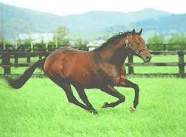 What Factors Affect The Performance Of Thoroughbred Horses?