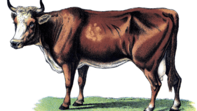 clipart:_n6r7x-sehk= cow