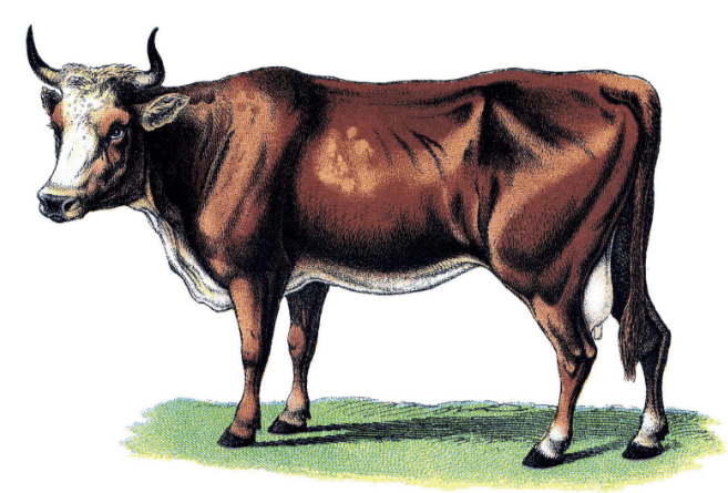 clipart:_n6r7x-sehk= cow