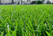 clipart:254b5v0-neu= grass