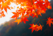 clipart:5oesxuispmg= leaf