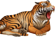 clipart:10uq3lqth54= tiger
