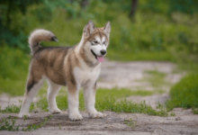 clipart:6flsthamxjw= dog