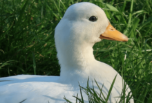 clipart:1pbp54ha4qe= duck
