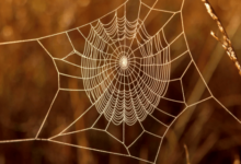 clipart:3y41ykagago= spider web