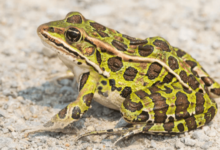 clipart:2ttklwf-eqi= frog