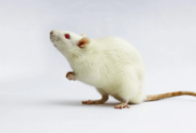 clipart:9-c_zorkiqa= mouse