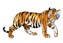 Clipart:10uq3lqth54= Tiger
