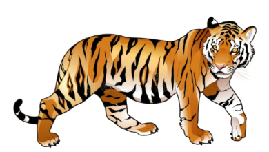 Clipart:10uq3lqth54= Tiger