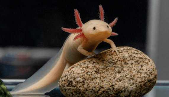 Cute:-F0r1q474vo= Kawaii:Dyf8c8wezxm= Axolotl