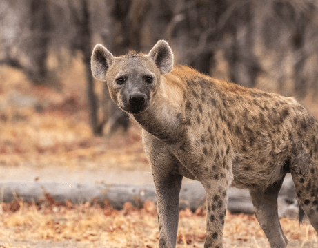 Female:8mbou0ccqmg= Spotted Hyena