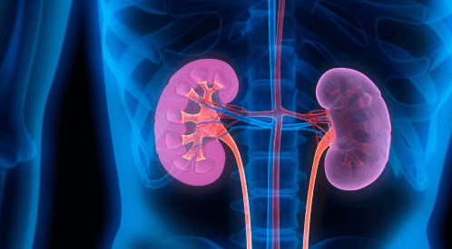 Female:29petyntkwa= Kidneys