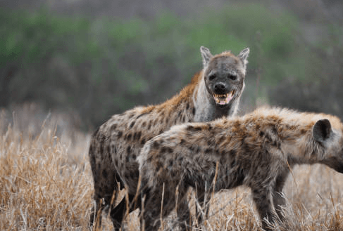 Female:8mbou0ccqmg= Spotted Hyena