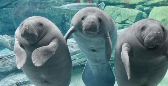 Cute:2t1h8g5zqle= Manatees