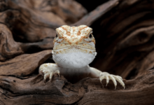 Cute:Zp56vntfb3q= Baby:9s0-91su2ay= Bearded Dragon