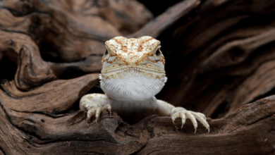 Cute:Zp56vntfb3q= Baby:9s0-91su2ay= Bearded Dragon