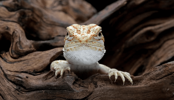 Cute:Zp56vntfb3q= Baby:9s0-91su2ay= Bearded Dragon