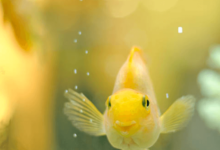 Cute:1dwg0pa4hb0= Gold Fish