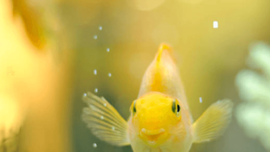 Cute:1dwg0pa4hb0= Gold Fish