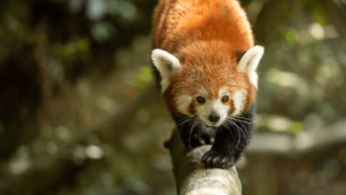 Baby:7vcy3e-O52i= Red Pandas