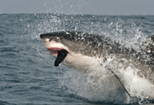 Cute:5uy7zv7omws= Great White Shark