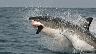 Cute:5uy7zv7omws= Great White Shark