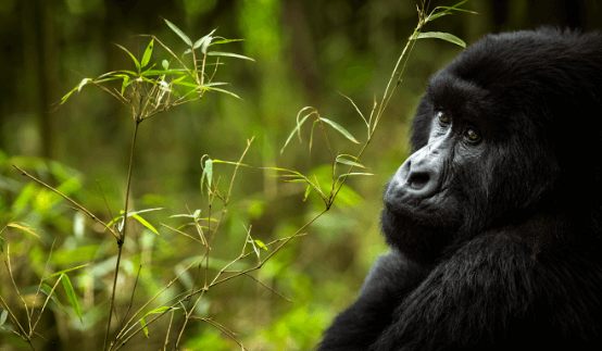 What Is Gorilla's Net Worth