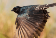 What Did Scientists Conclude About the Drongos?