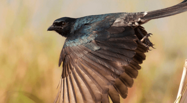 What Did Scientists Conclude About the Drongos?